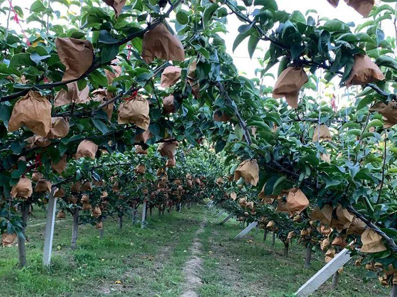 Direct orchard ownership and daily farming operations