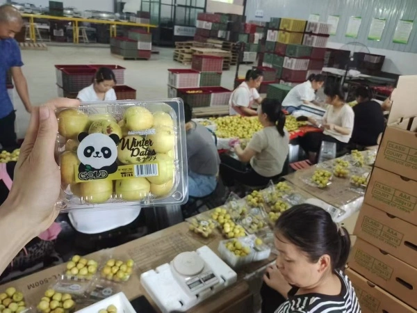 Orchard Direct Inc. Leverages Founder's Plant Genetics Background to Set New Standards in Asian Fruit Quality